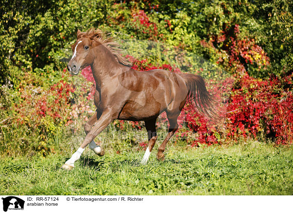 arabian horse / RR-57124