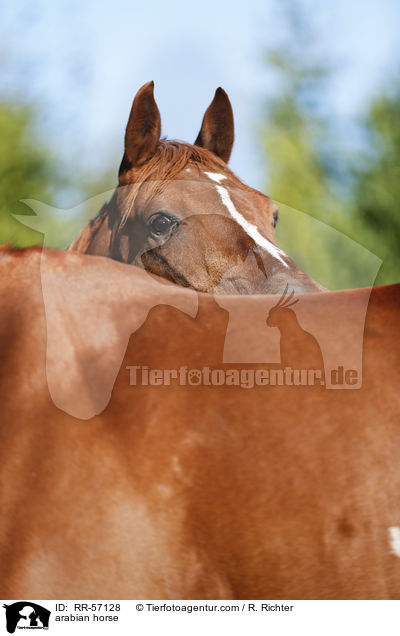 arabian horse / RR-57128