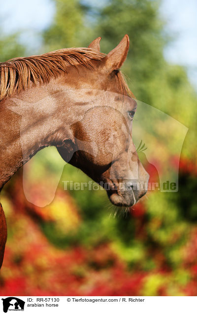 arabian horse / RR-57130