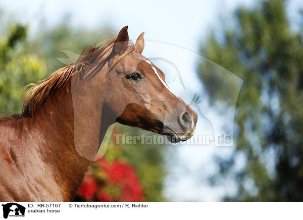 arabian horse / RR-57167