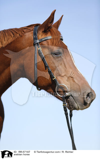 arabian horse / RR-57187