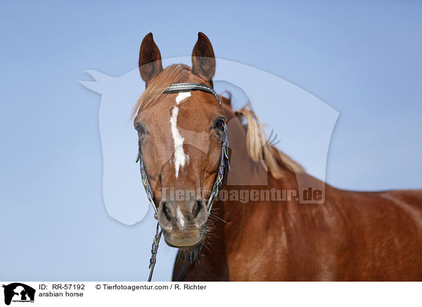 arabian horse / RR-57192