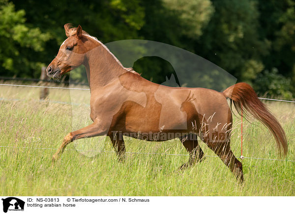 trotting arabian horse / NS-03813