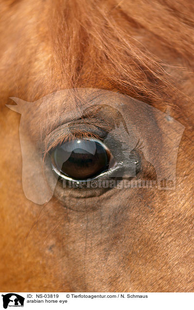arabian horse eye / NS-03819