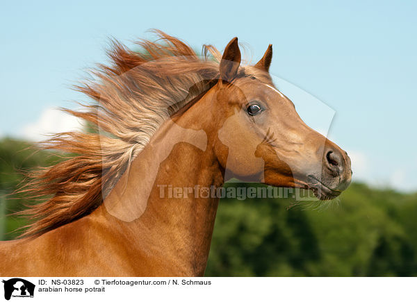 arabian horse potrait / NS-03823