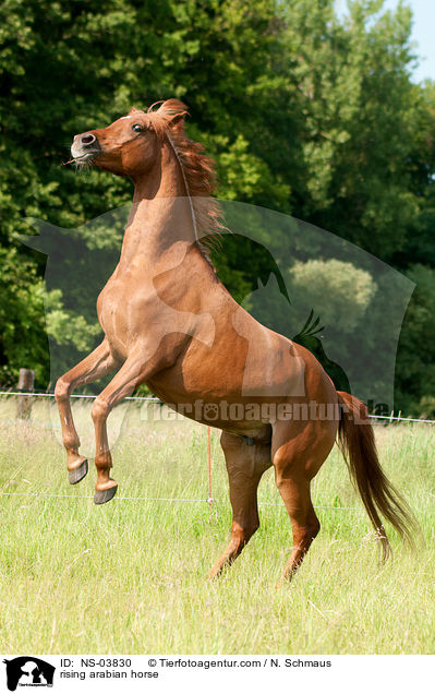 steigender Araber / rising arabian horse / NS-03830