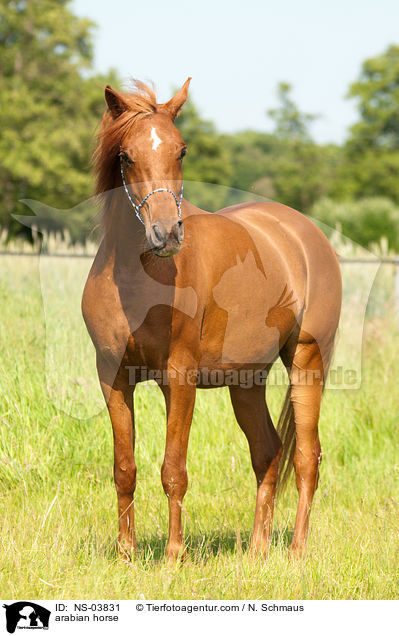 arabian horse / NS-03831