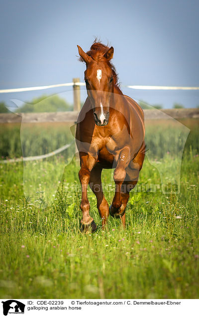galloping arabian horse / CDE-02239