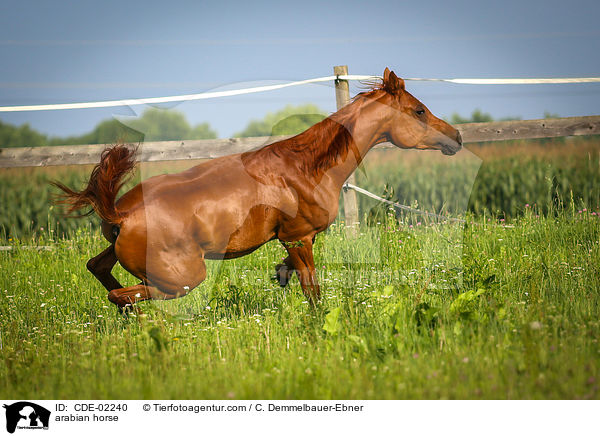 arabian horse / CDE-02240