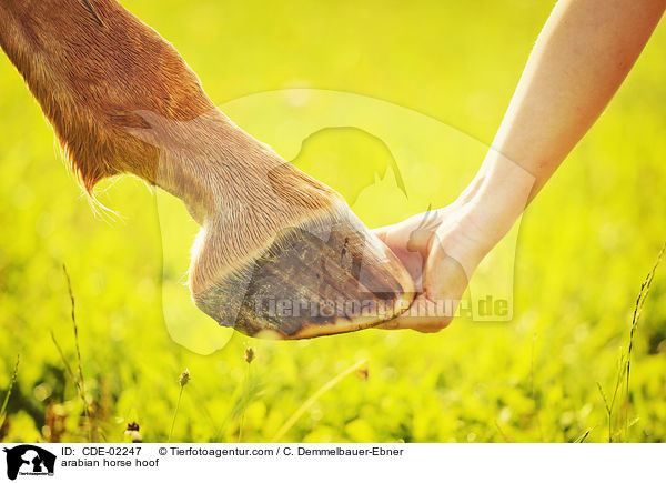 arabian horse hoof / CDE-02247