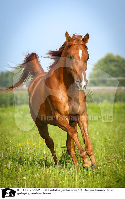 galloping arabian horse / CDE-02252