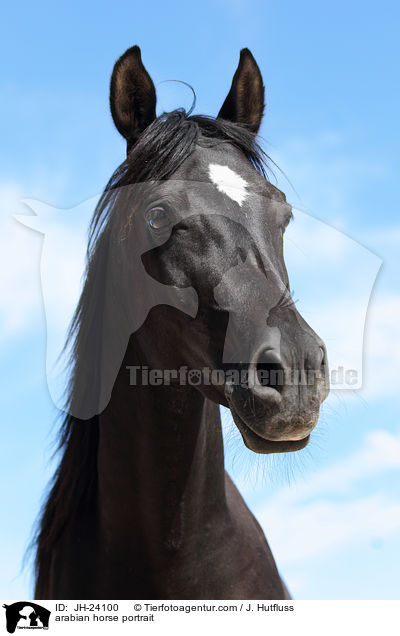 arabian horse portrait / JH-24100