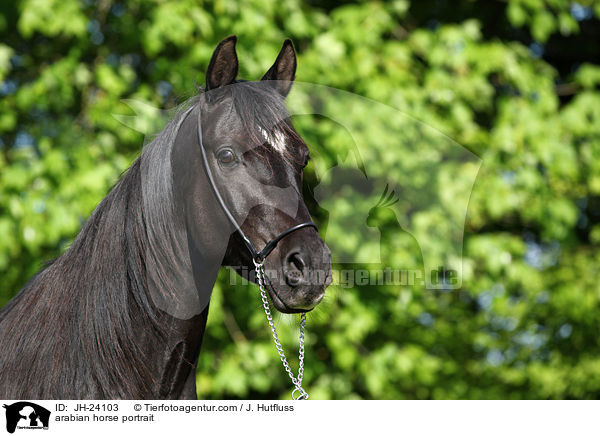 arabian horse portrait / JH-24103