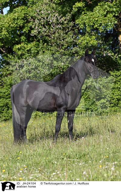arabian horse / JH-24104