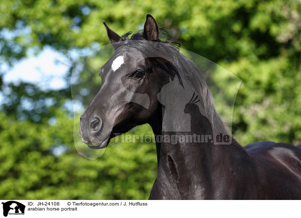 arabian horse portrait / JH-24108