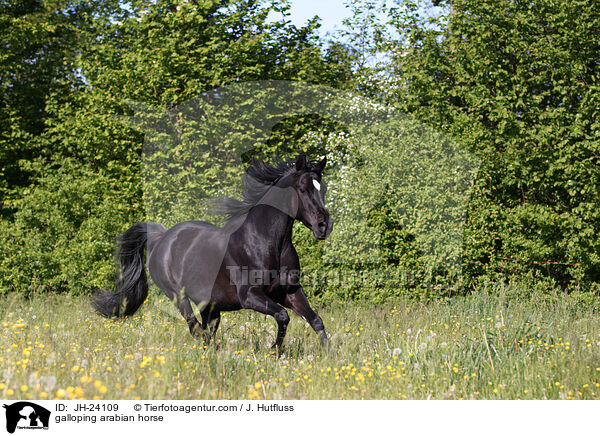 galloping arabian horse / JH-24109