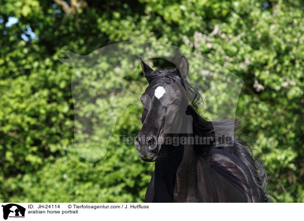 arabian horse portrait / JH-24114