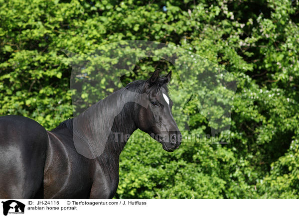 arabian horse portrait / JH-24115