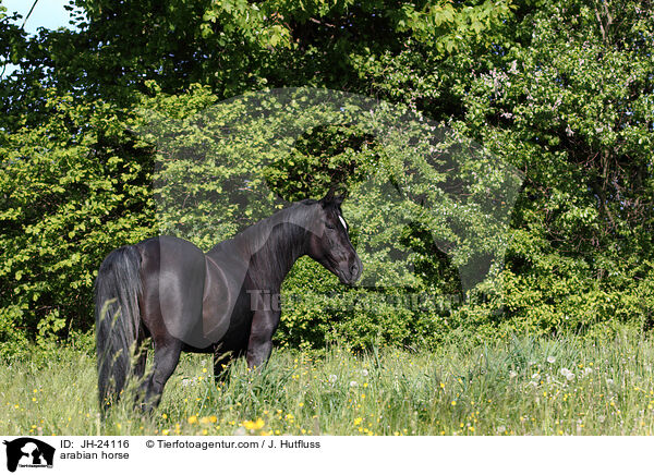 arabian horse / JH-24116