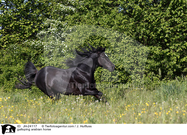 galloping arabian horse / JH-24117