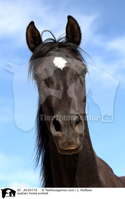 arabian horse portrait / JH-24119