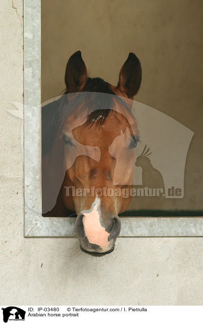 Arabian horse portrait / IP-03480