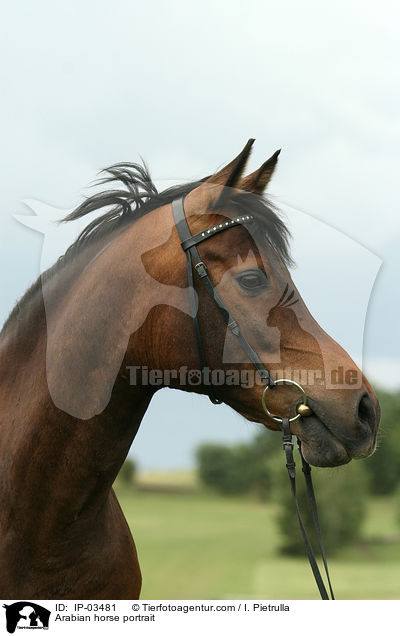 Arabian horse portrait / IP-03481