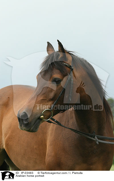 Arabian horse portrait / IP-03483