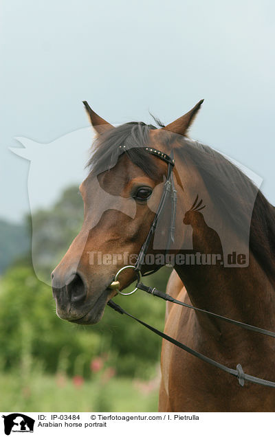 Arabian horse portrait / IP-03484