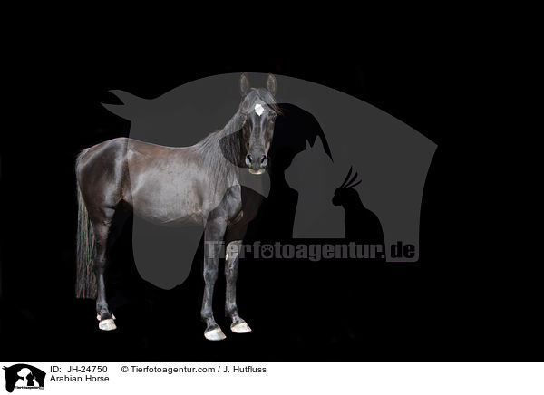Arabian Horse / JH-24750