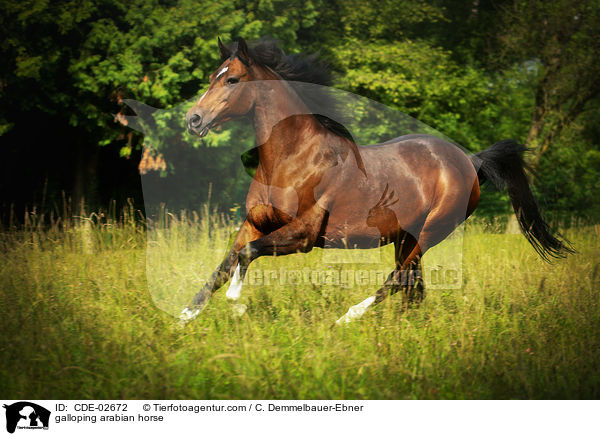 galloping arabian horse / CDE-02672