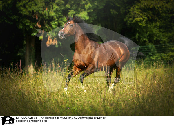 galloping arabian horse / CDE-02674