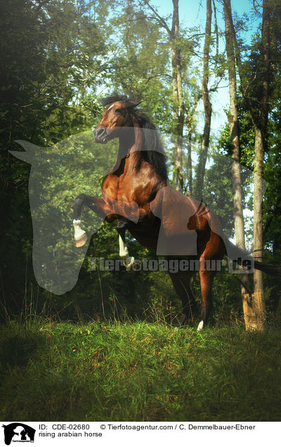 rising arabian horse / CDE-02680