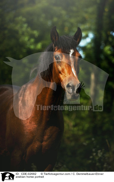 arabian horse portrait / CDE-02682