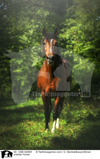 Araber / arabian horse / CDE-02684