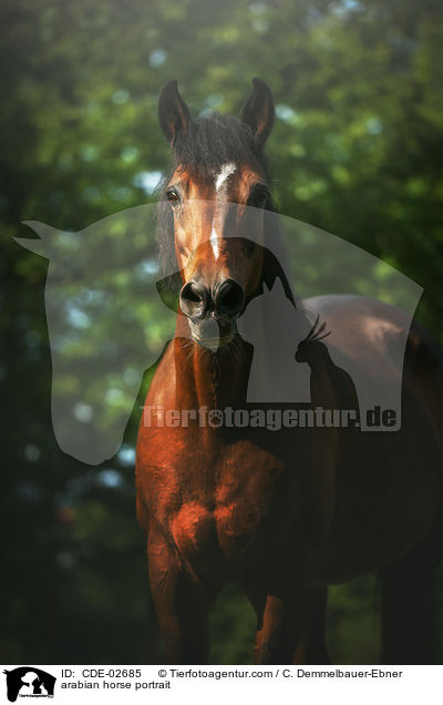 arabian horse portrait / CDE-02685
