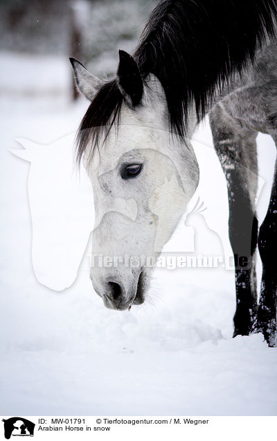 Arabian Horse in snow / MW-01791
