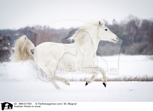 Araber im Schnee / Arabian Horse in snow / MW-01794