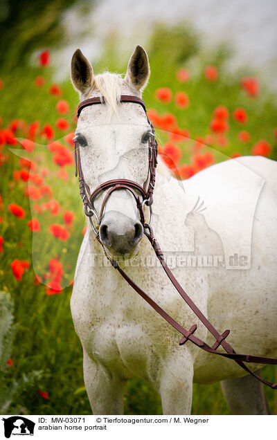 Araber Portrait / arabian horse portrait / MW-03071