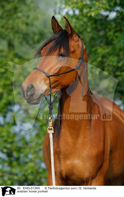 Araber Portrait / arabian horse portrait / EHO-01265