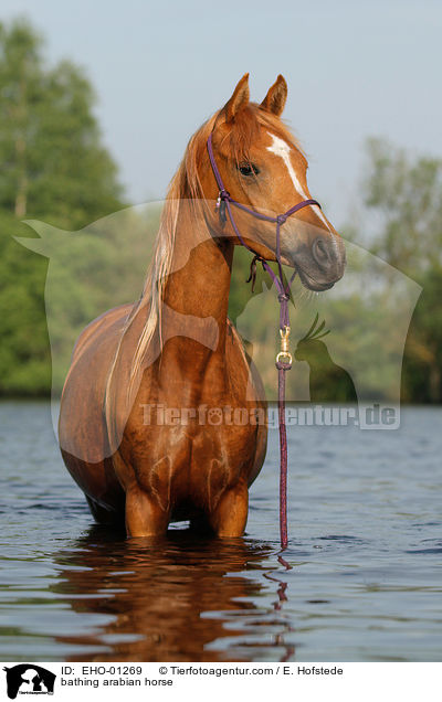 bathing arabian horse / EHO-01269