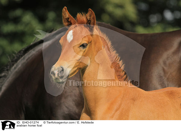 Araber Fohlen / arabian horse foal / EHO-01274