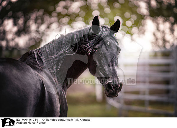 Arabian Horse Portrait / MAK-01014