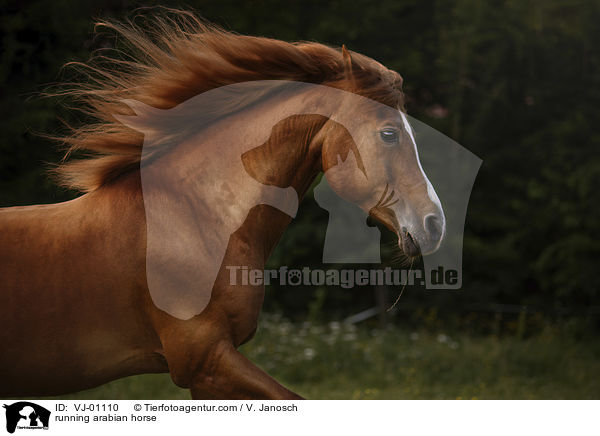 running arabian horse / VJ-01110