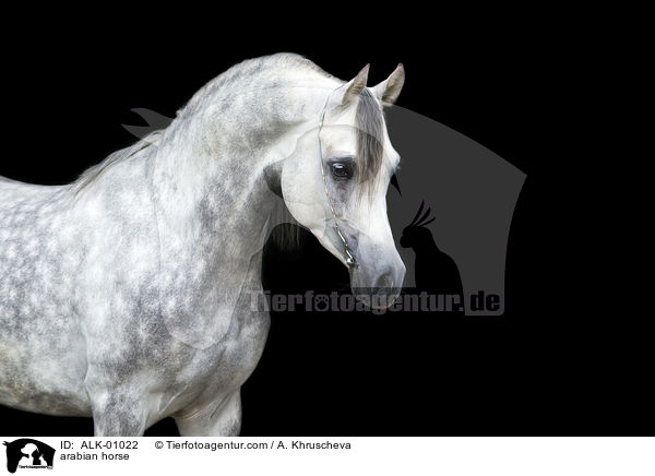 arabian horse / ALK-01022