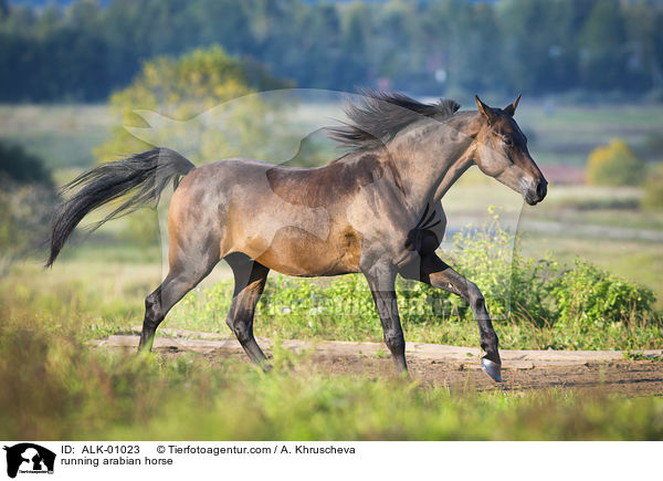 running arabian horse / ALK-01023