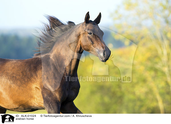 arabian horse / ALK-01024