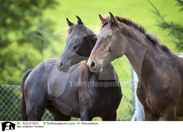 zwei Araber / two arabian horses / ALK-01031