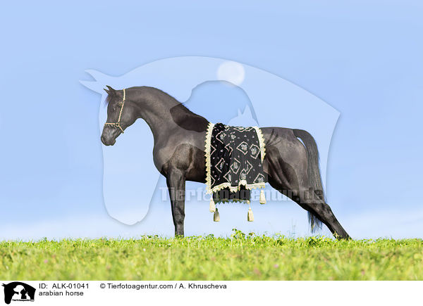 arabian horse / ALK-01041