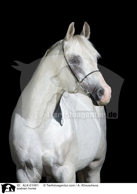 arabian horse / ALK-01061